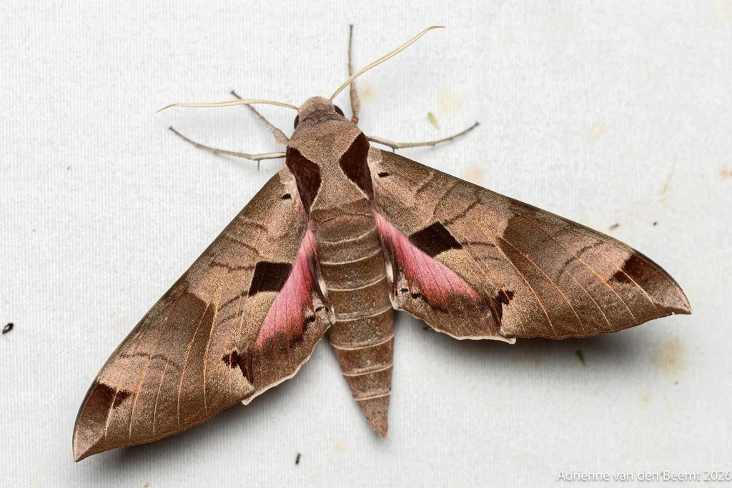 Adult achemon sphinx moth with pinkish-brown forewings, squarish dark spots and pink hind wings