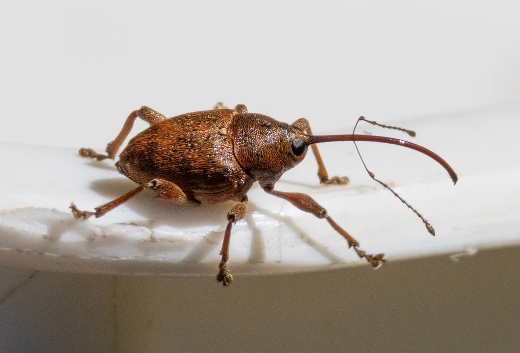 Acorn weevil with a very long, thin snout on a white surface