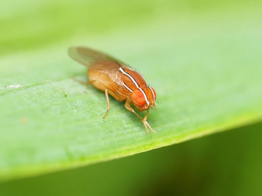 African fig fly, a light brown fly with white stripes on the head and thorax and red eyes, on a leaf