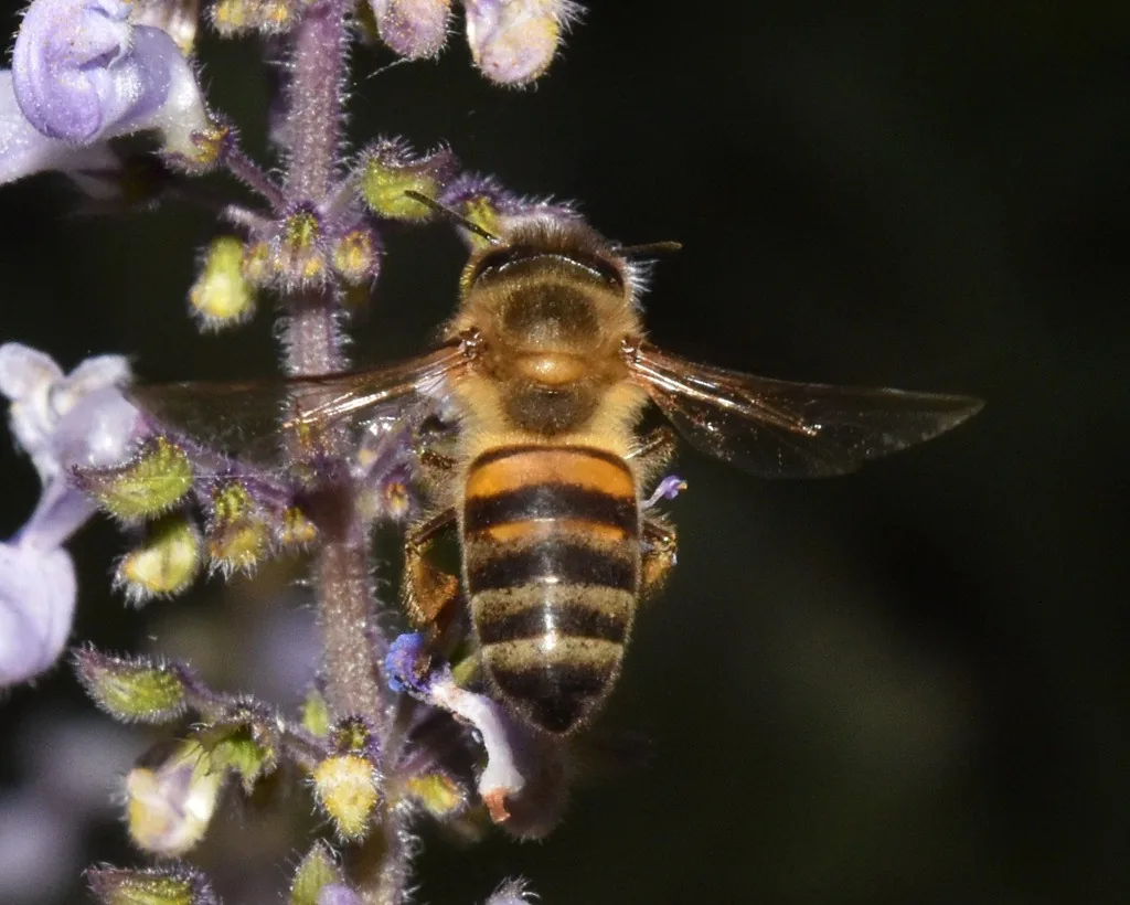 African honey bee worker with amber and dark-banded abdomen visiting purple flower spikes