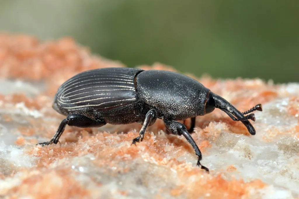 Adult agave snout weevil, a black weevil with a long snout and grooved wing covers