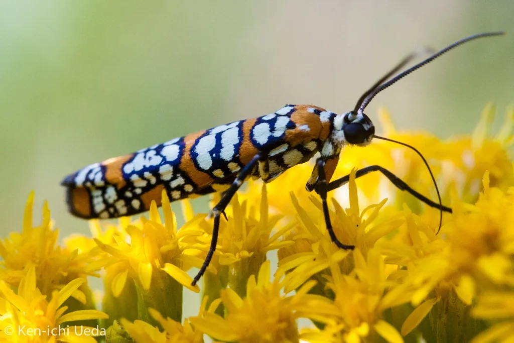 Orange ailanthus webworm moth with white spots outlined in black on yellow flowers