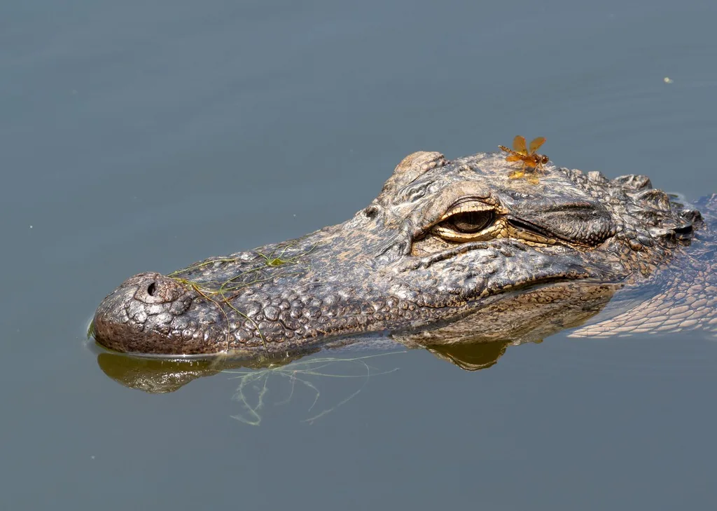 American alligator floating with only its head above calm water, showing its broad snout, raised eyes and bumpy dark skin