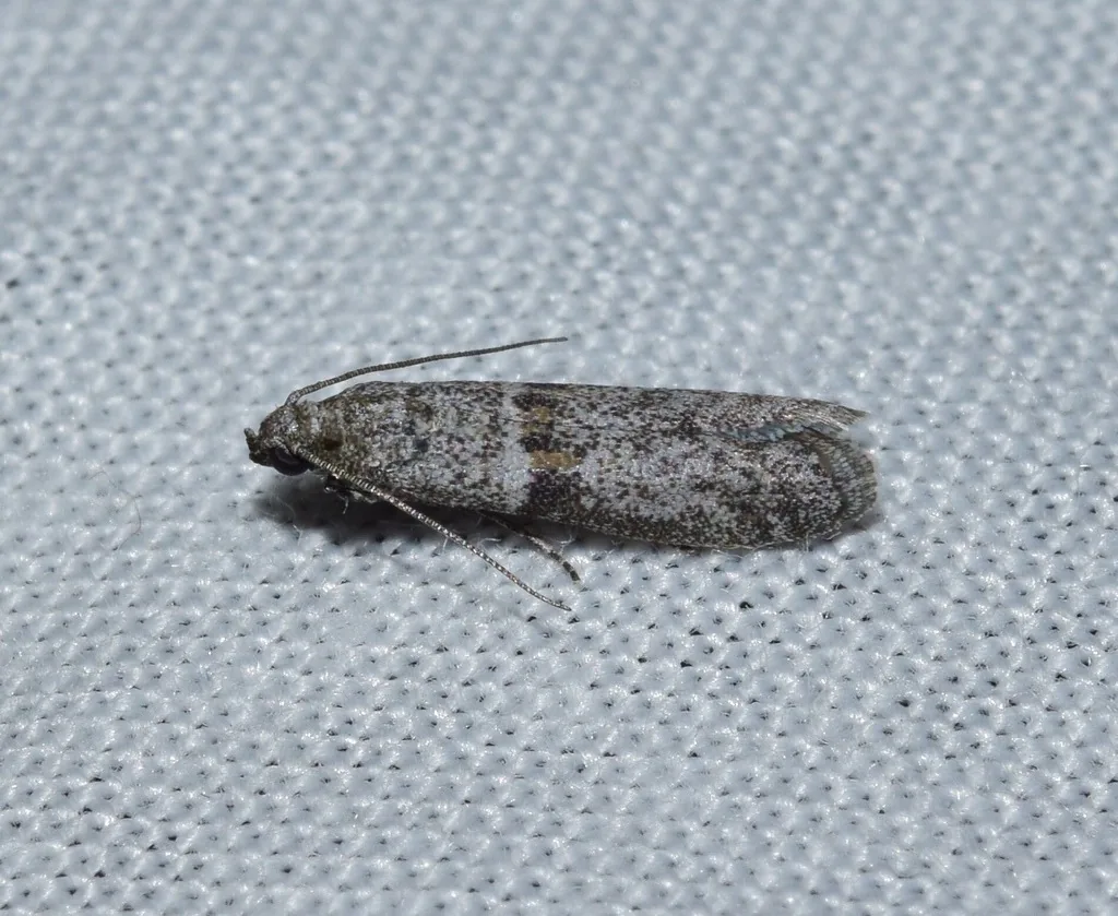 Adult almond moth at rest, a slender mottled gray moth with wings folded flat along its body, on gray fabric