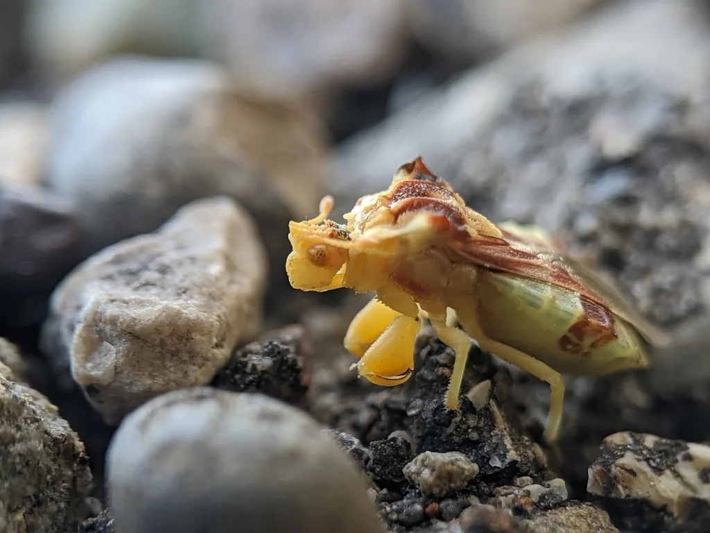 Yellow and brown jagged ambush bug seen from the side, with its thick mantis-like front legs, on gravel
