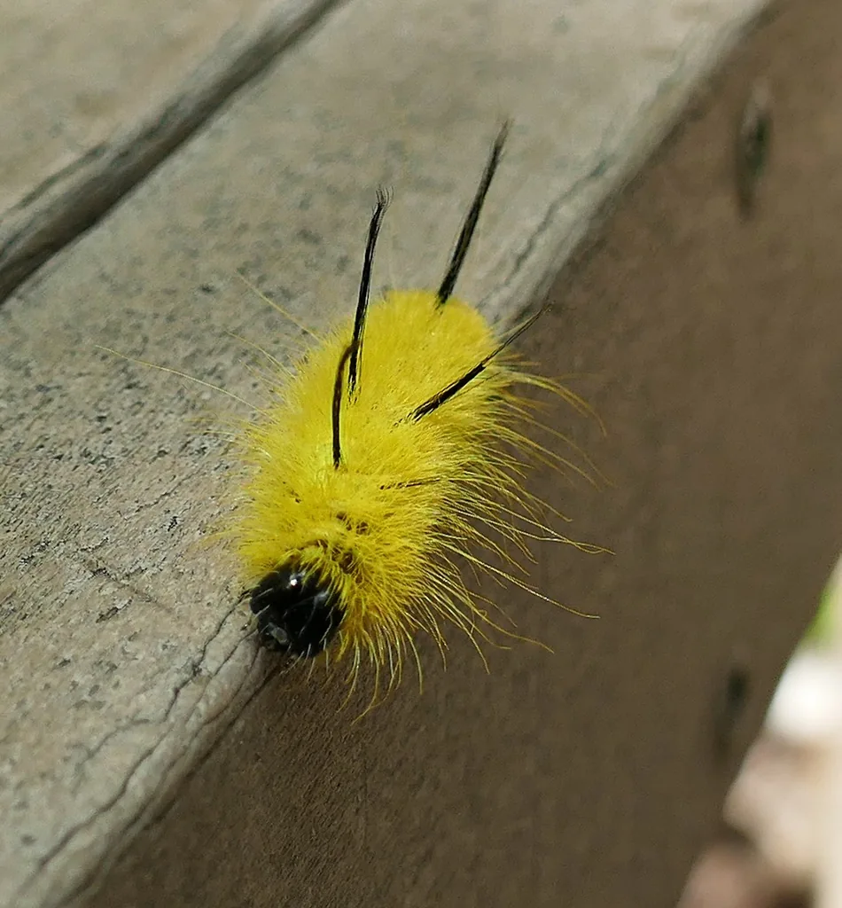 Yellow American dagger moth caterpillar with long black hair pencils
