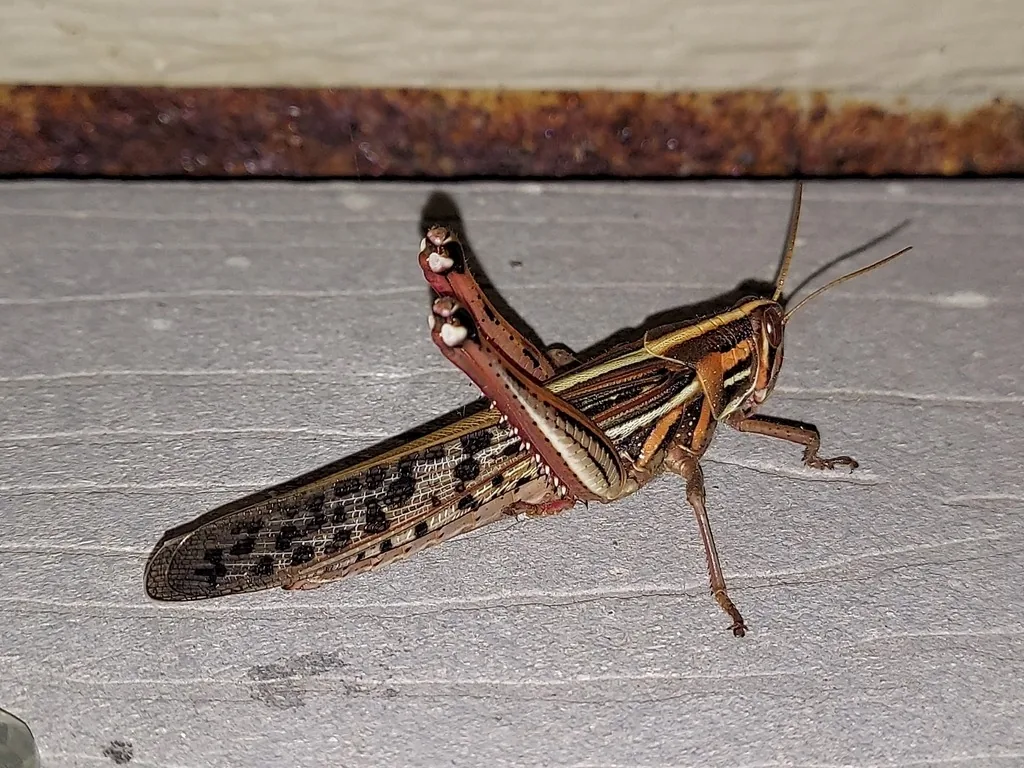 American grasshopper adult, reddish-brown with dark-spotted wings, on a wooden ledge