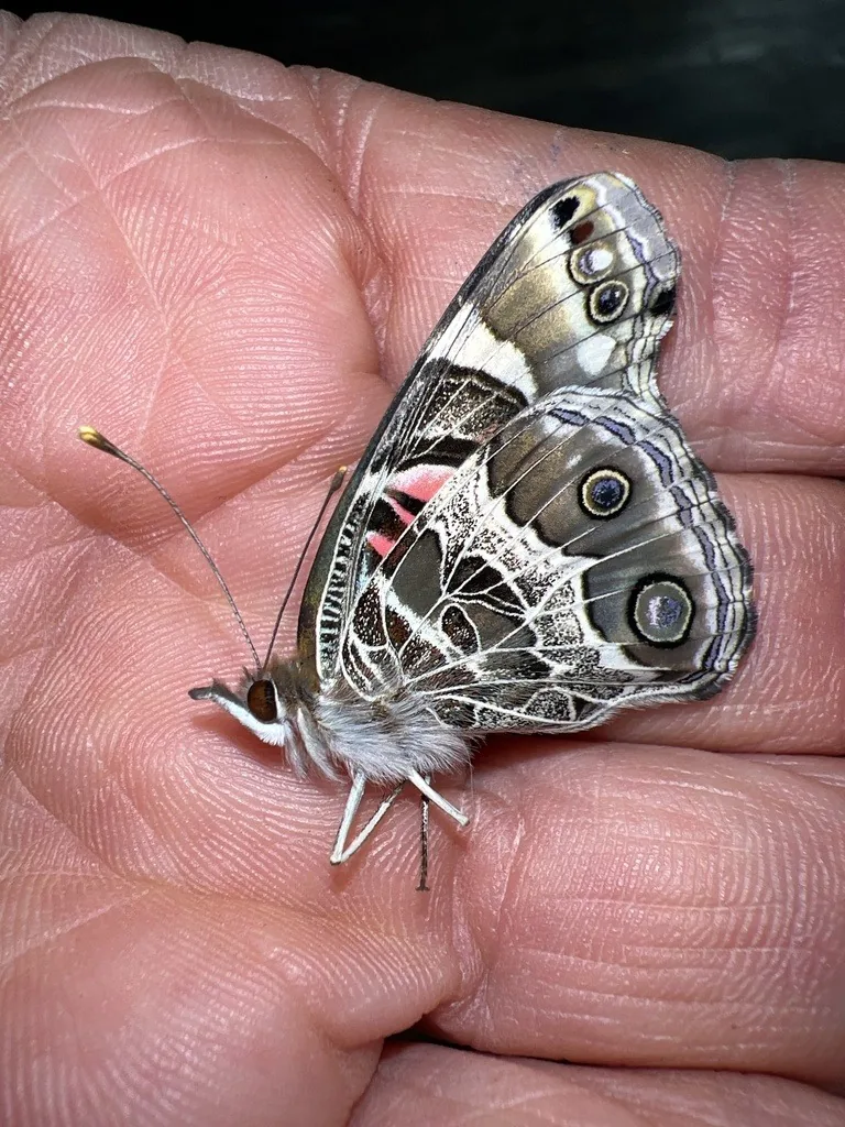 American lady butterfly showing two large eyespots under the hindwing