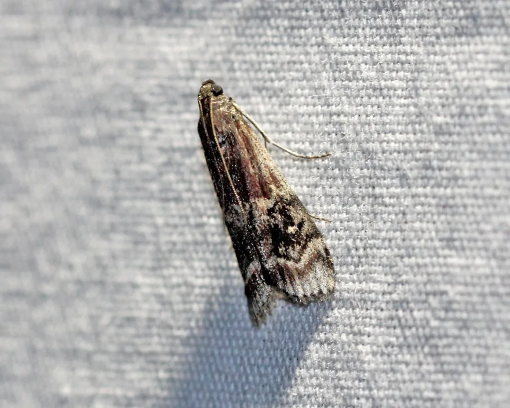American plum borer moth, a gray moth with brown and black wing markings, resting on a pale surface