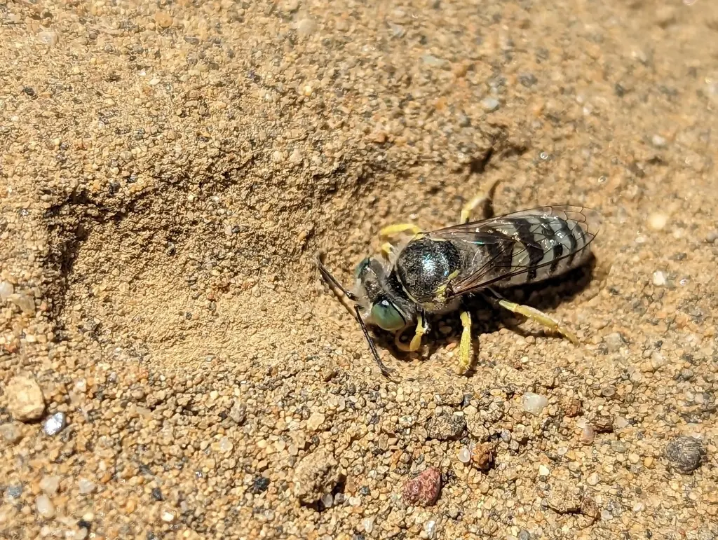 American sand wasp, black with white bands, at a sandy burrow