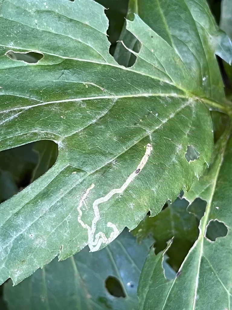 Winding pale serpentine leafminer tunnel across a green leaf