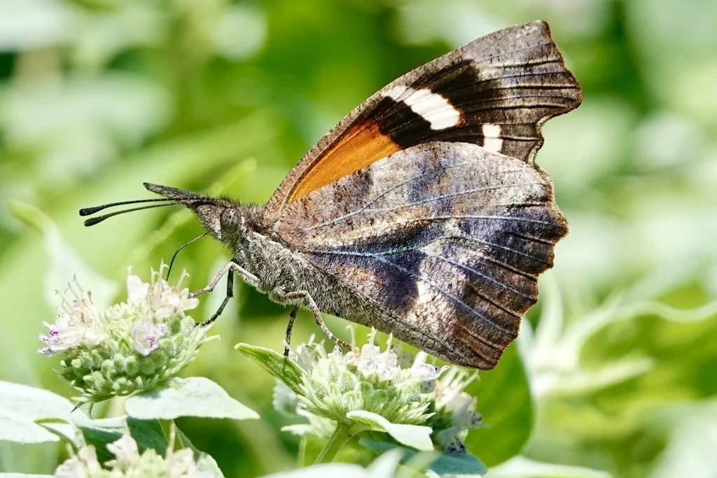 American snout butterfly showing its long beak-like snout and orange-and-brown wings