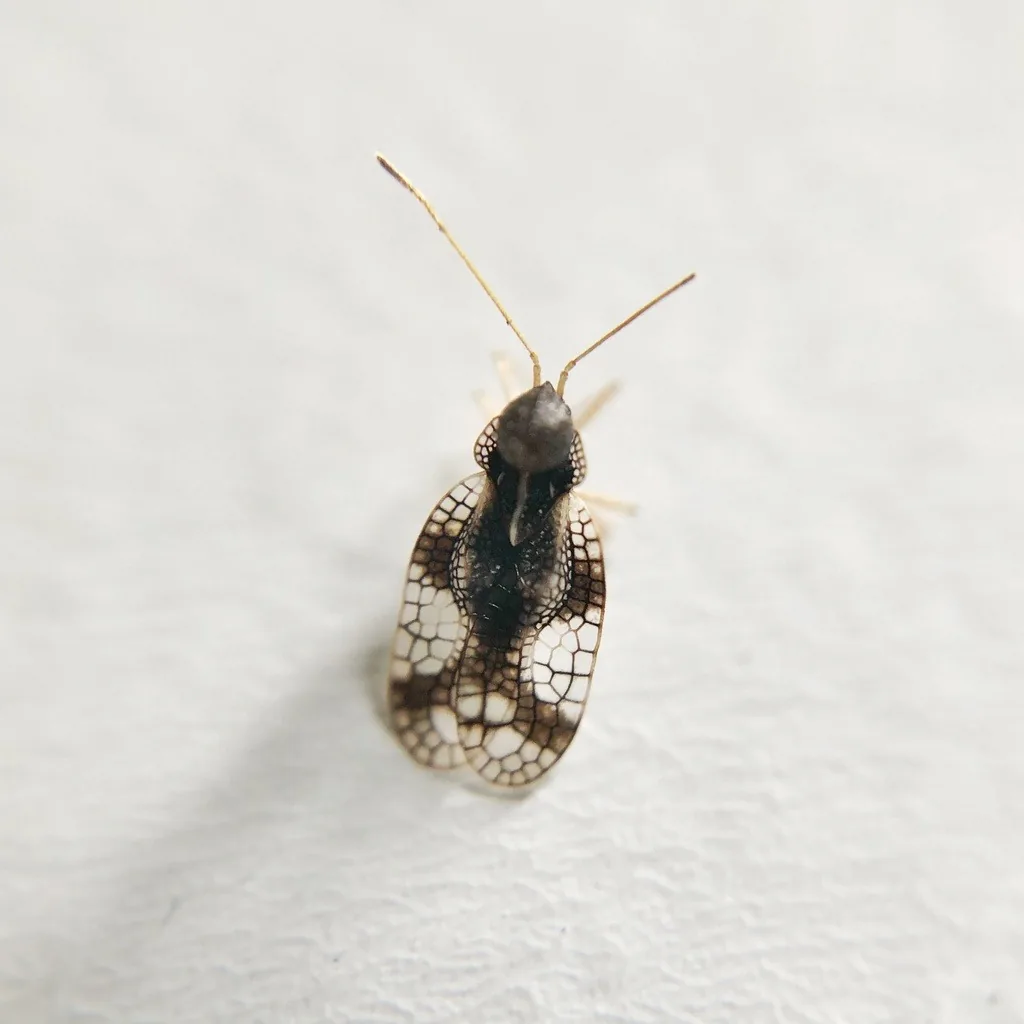 Andromeda lace bug with a lacy hood and black-and-clear patterned wings on a white background