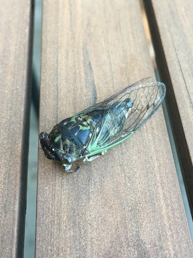 Dog-day cicada with a black body, green markings and clear green-veined wings, resting on a wooden deck board