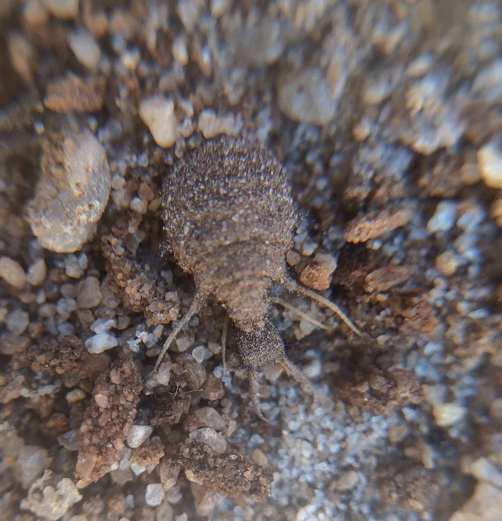 Antlion larva (doodlebug) with large sickle-shaped jaws on sand