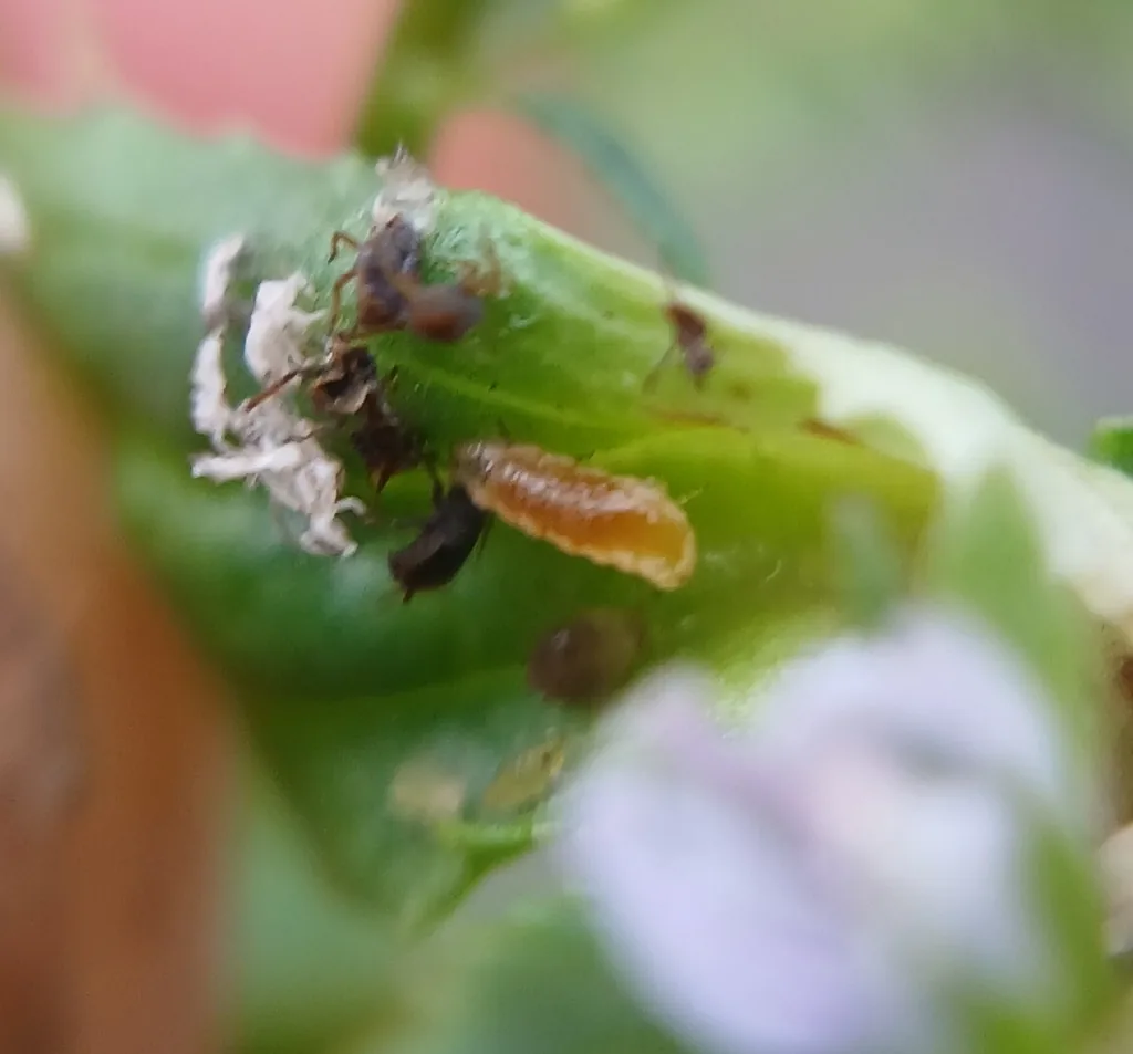 Small orange aphid midge larva feeding among aphids on a green leaf