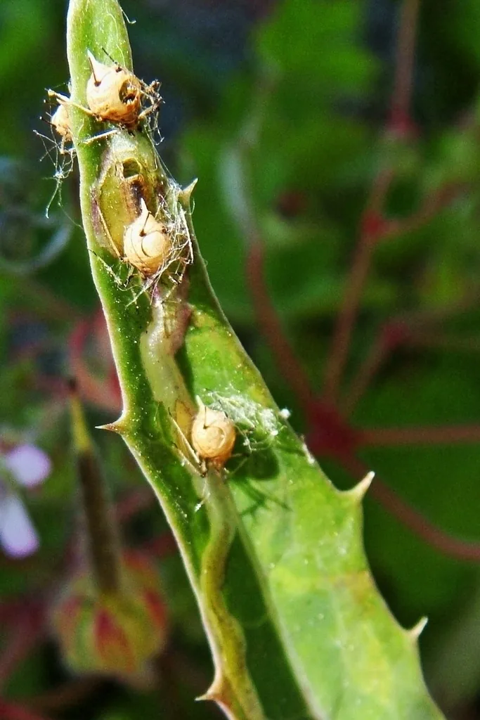 Tan, puffy aphid mummies stuck to a green stem, one with a round hole where the adult parasitic wasp chewed its way out