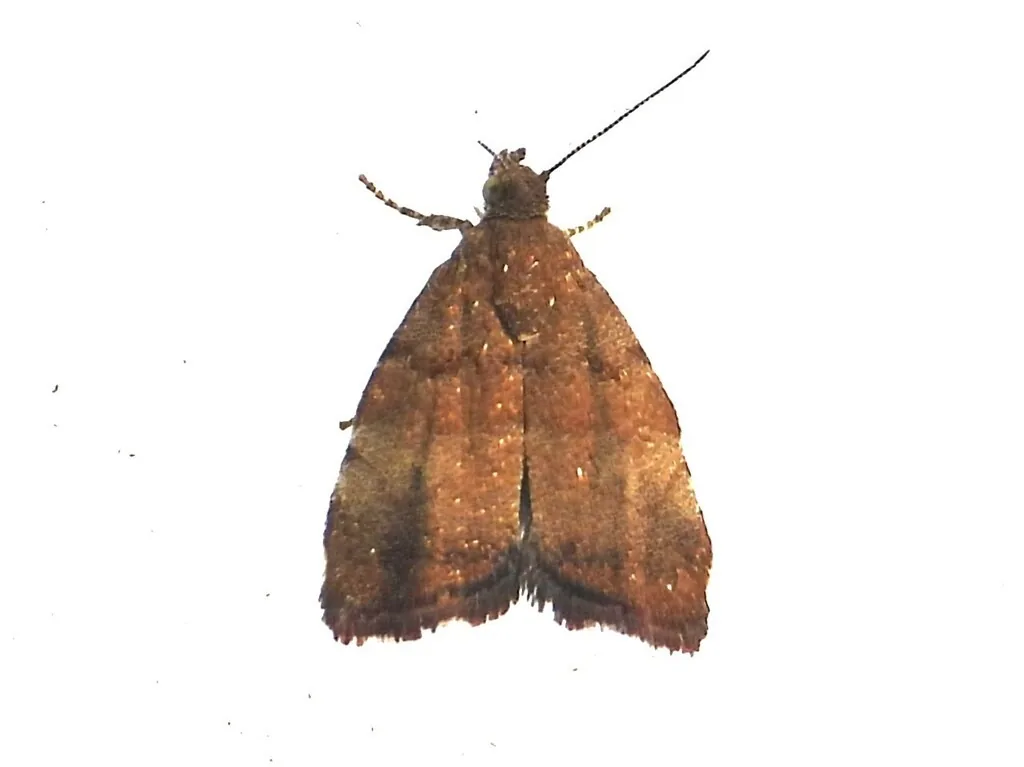 Apple-and-thorn skeletonizer moth, a small reddish-brown moth with light and dark wing bands