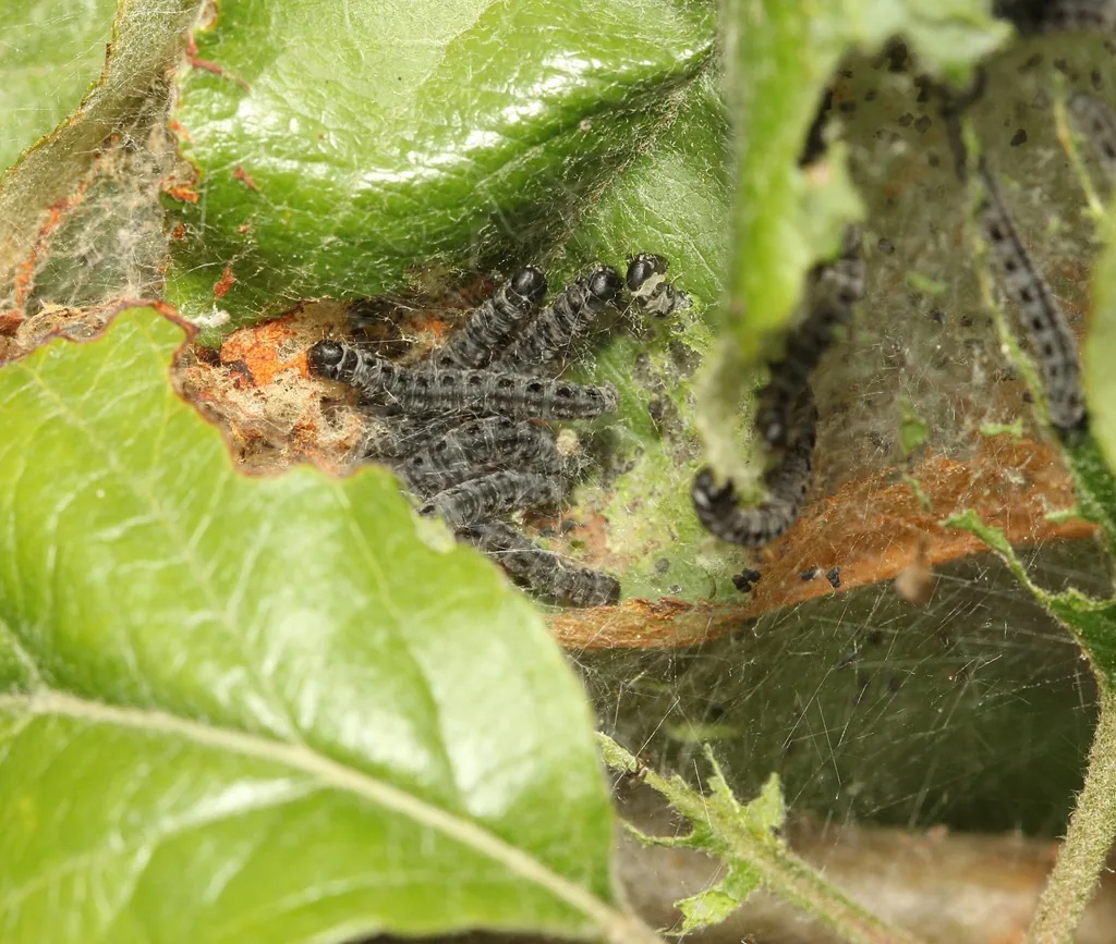 Apple ermine moth caterpillars feeding inside webbing on apple leaves