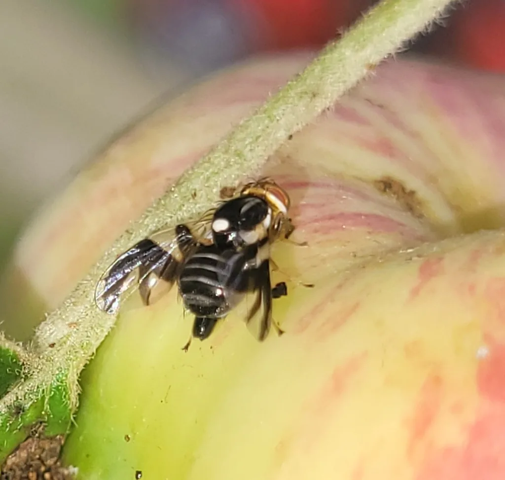 Adult apple maggot fly with dark-banded wings and a white spot on its back, resting on an apple