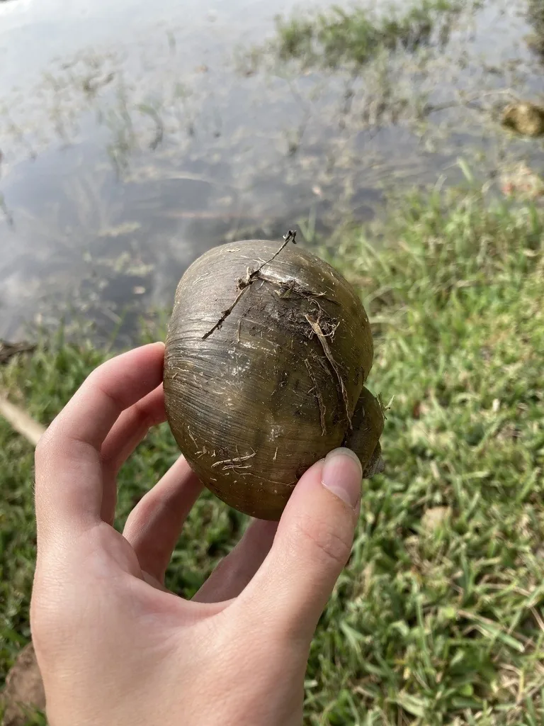 Island apple snail with a round olive-brown shell, held in a hand beside a pond