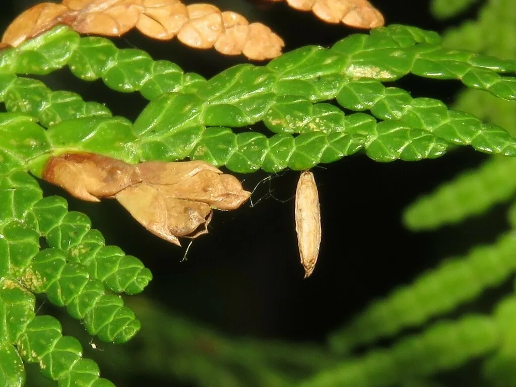 Arborvitae foliage with brown, mined tips caused by arborvitae leafminer