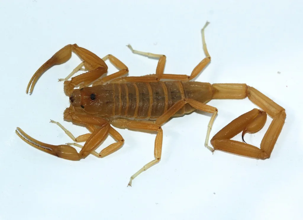 Arizona bark scorpion seen from above, a slender tan-yellow scorpion with long thin pincers and a long segmented tail curled to one side