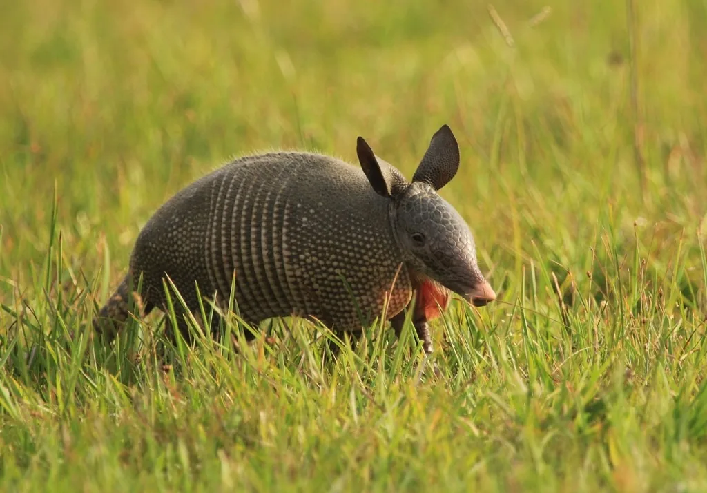 Nine-banded armadillo with a banded gray-brown shell, long snout and upright ears, walking through green grass