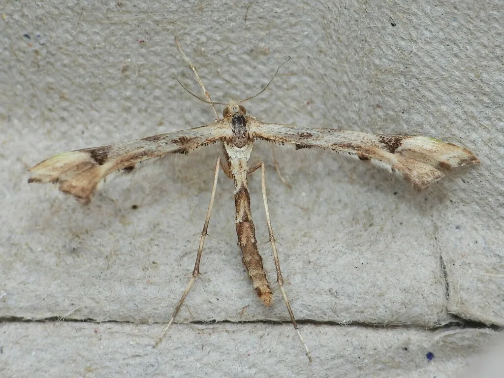 Artichoke plume moth, a buff moth with narrow, lobed wings held out like a T