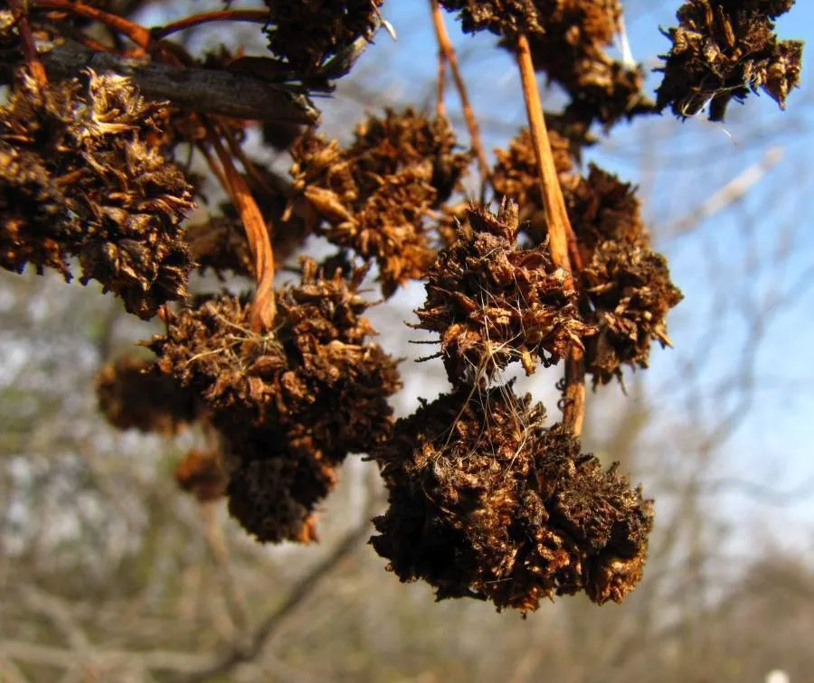 Dried, brown ash flower galls hanging in lumpy clusters from ash branches
