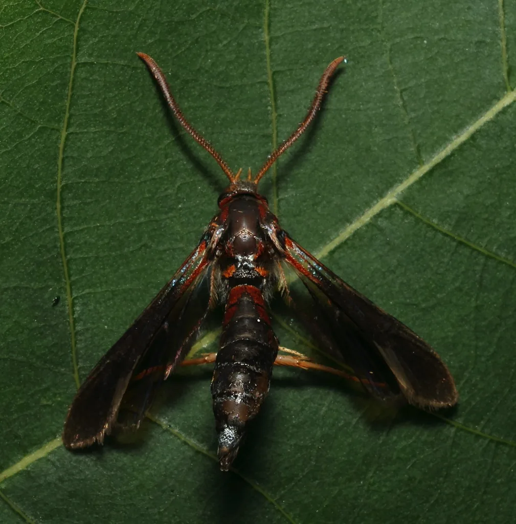 Ash/lilac borer moth, a clearwing moth that mimics a paper wasp, with a slender dark body and narrow wings, on a leaf