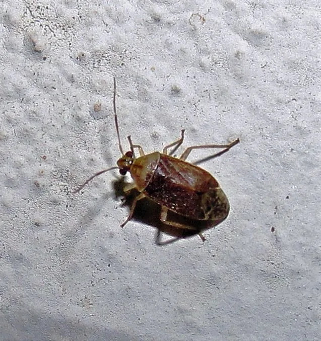 Ash plant bug adult, a small oval brown and tan plant bug, on a pale surface