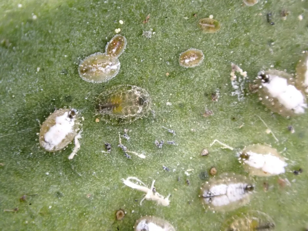 Ash whitefly nymphs and pupal cases covered in white wax tufts on a leaf underside