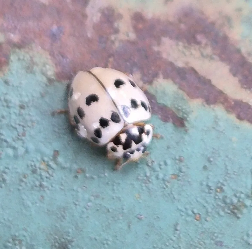 Ashy gray lady beetle seen from above, pale gray with many black spots on the wing covers and thorax