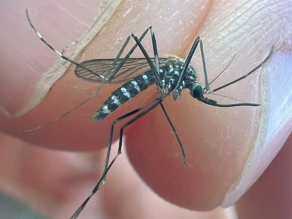 Asian bush mosquito resting on a person's fingertip, showing its dark thorax with pale stripes, banded abdomen and black-and-white banded legs