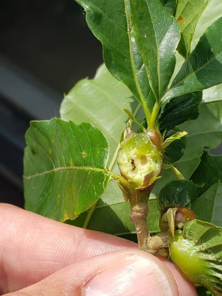 Green, red-tinged Asian chestnut gall wasp gall on a new chestnut shoot