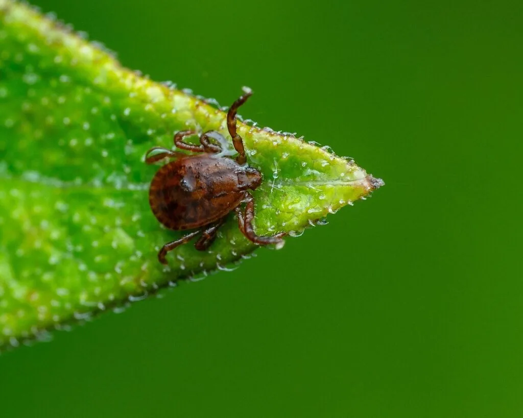 Adult Asian longhorned tick, a small plain reddish-brown tick with no markings on its back, perched at the tip of a green leaf