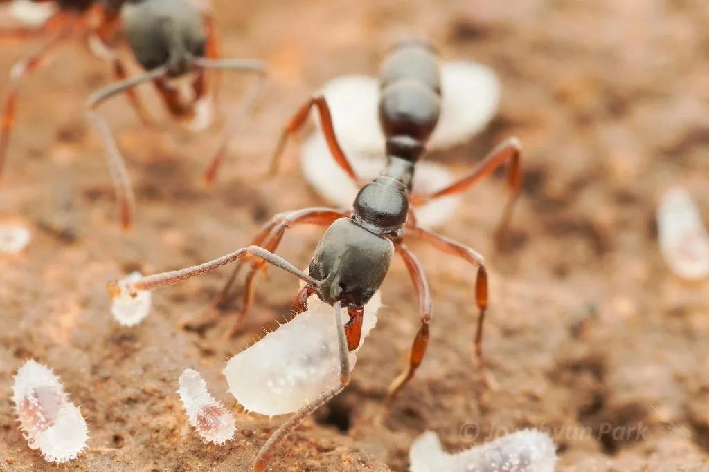 Asian needle ant worker, a slender dark brown ant with orange-brown legs and jaws, standing over white larvae