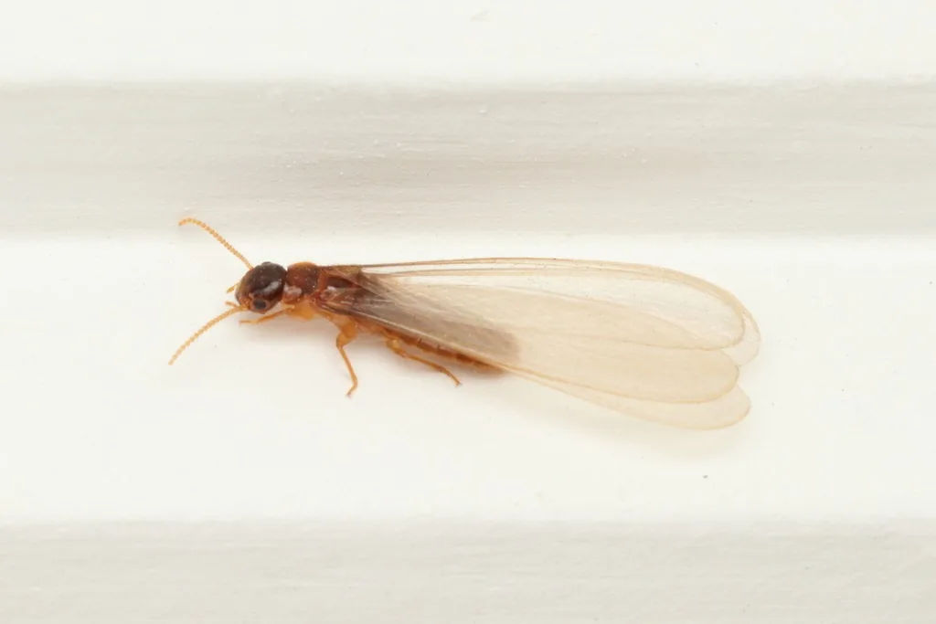 Winged Asian subterranean termite swarmer with a dark brown head and body and pale, translucent wings, seen from the side on a white surface
