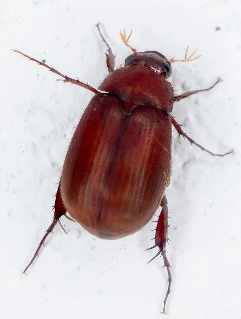 Asiatic garden beetle, a small, oval, reddish cinnamon-brown scarab with faintly ridged wing covers, on a white surface