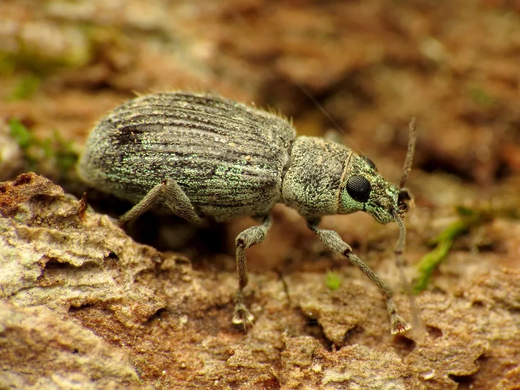 Asiatic oak weevil, a small greenish-gray broad-nosed weevil, on bark