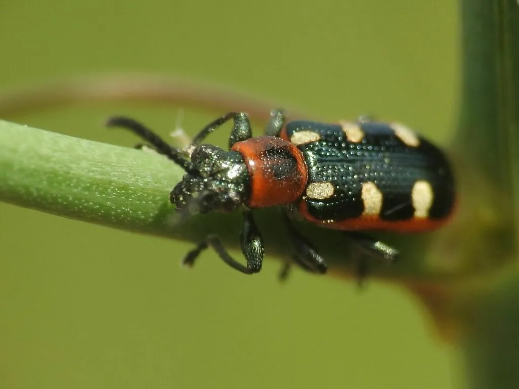 Common asparagus beetle, a slim blue-black beetle with cream spots, red edges and a red thorax, on an asparagus stem