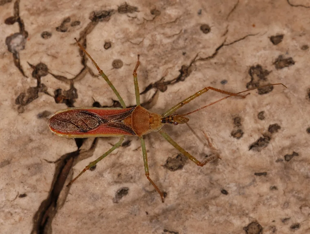 Adult leafhopper assassin bug, a slender reddish-brown bug with long pale legs and a narrow head, resting on bare wood