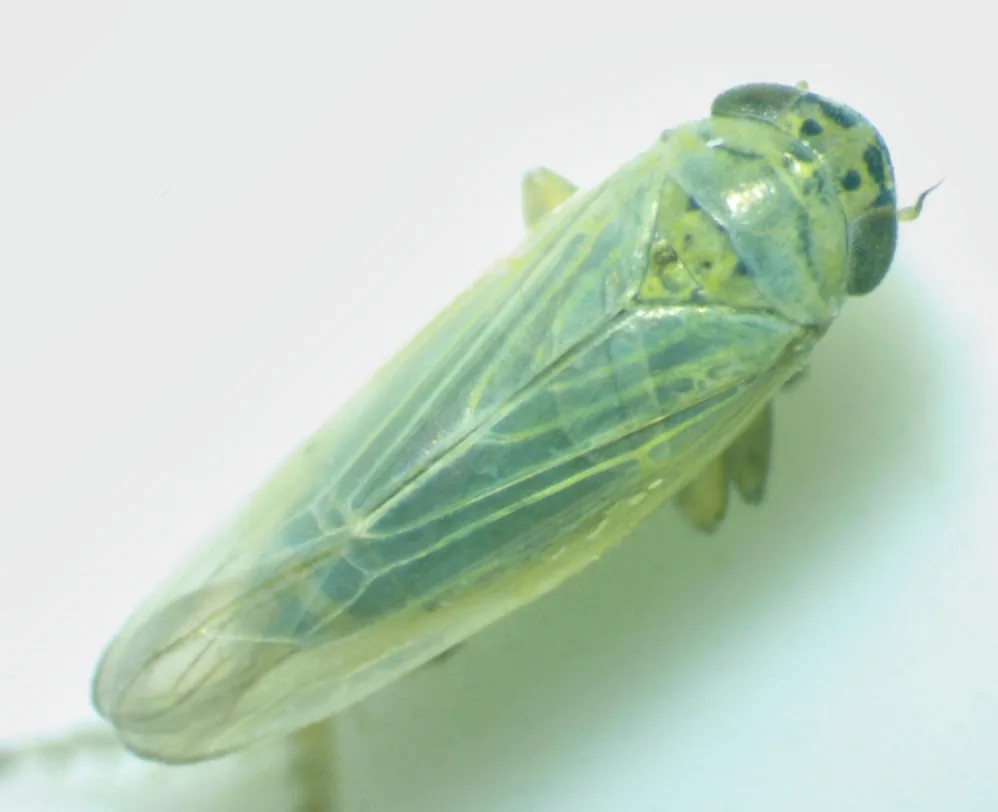 Aster leafhopper, a slender yellow-green leafhopper with small dark spots on the head