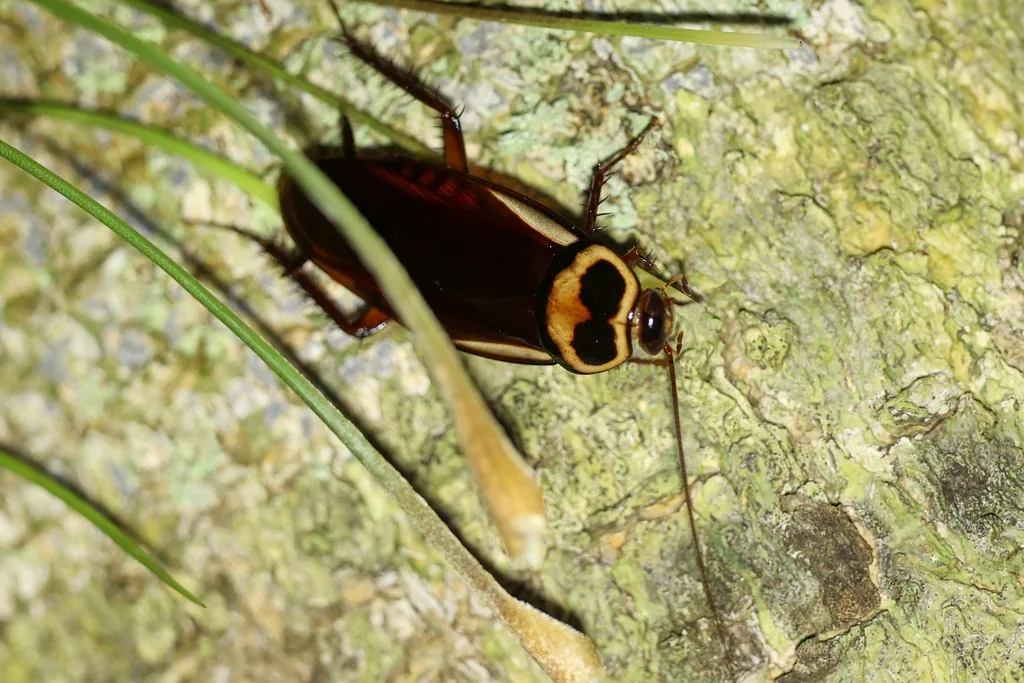 Adult Australian cockroach on tree bark, showing the bold yellow ring on the shield behind the head and yellow bands at the wing bases