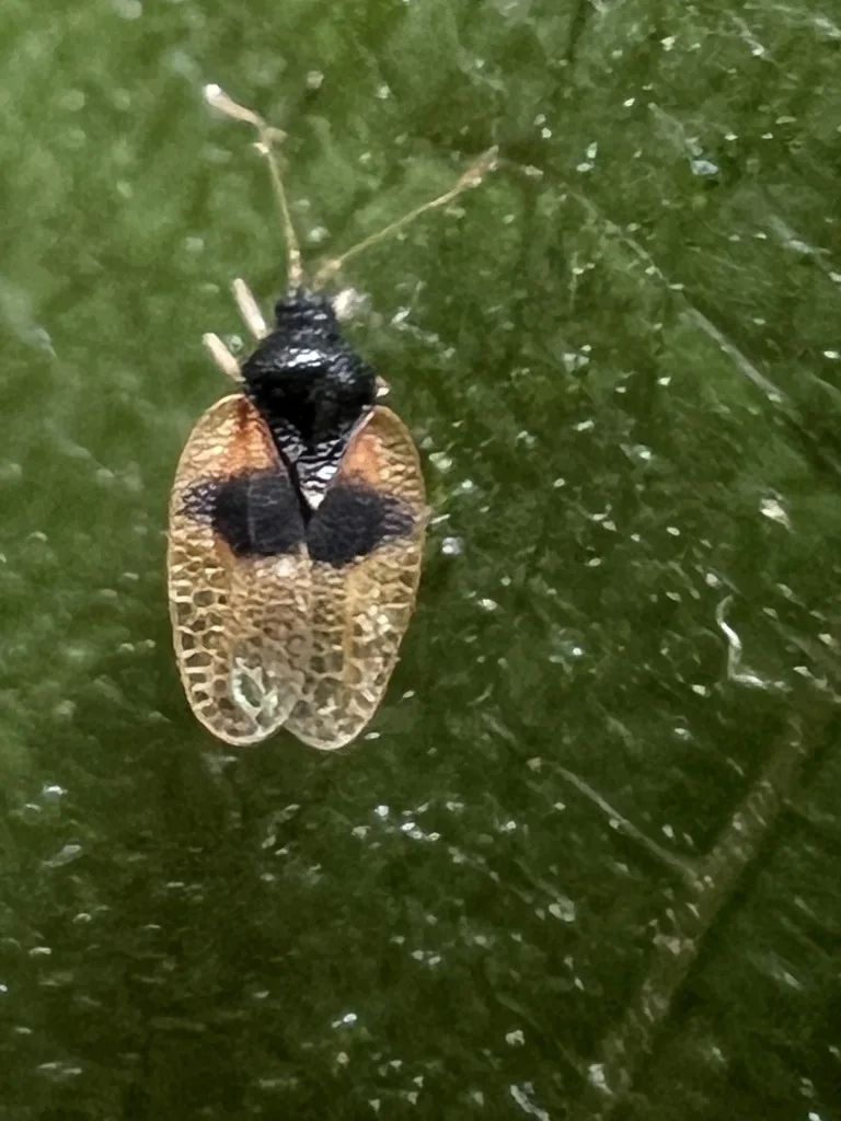 Adult avocado lace bug with lacy, pale wing covers and a dark head and thorax, on a leaf