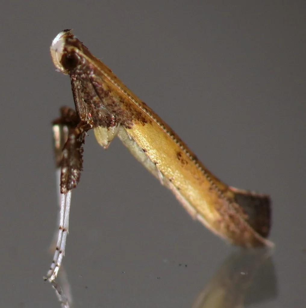 Azalea leafminer moth, tiny yellow with purple markings, resting tilted up on a leaf