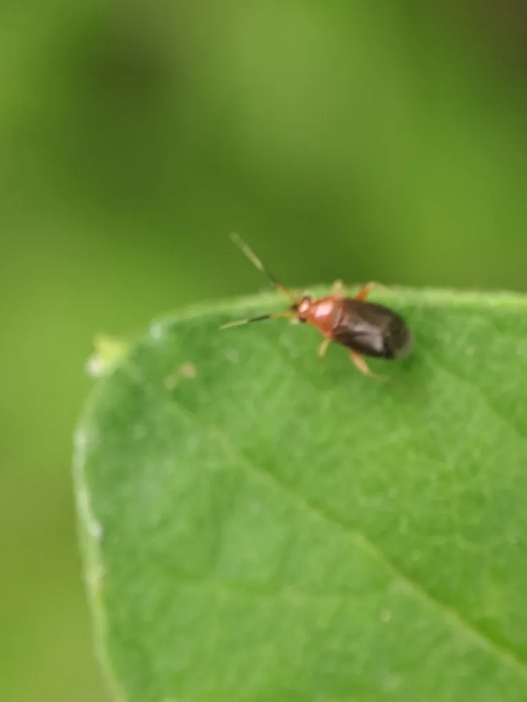 Azalea plant bug adult, orange and dark brown, on a leaf edge