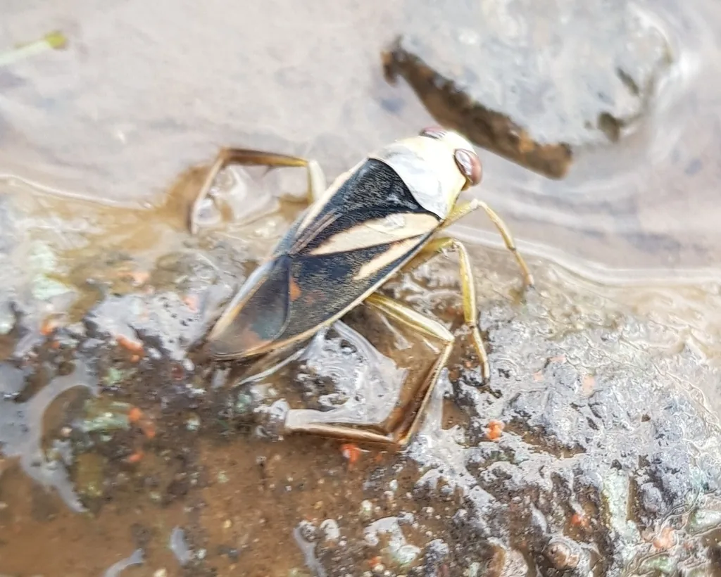 Backswimmer, a slender water bug with long oar-like hind legs, at the water's edge