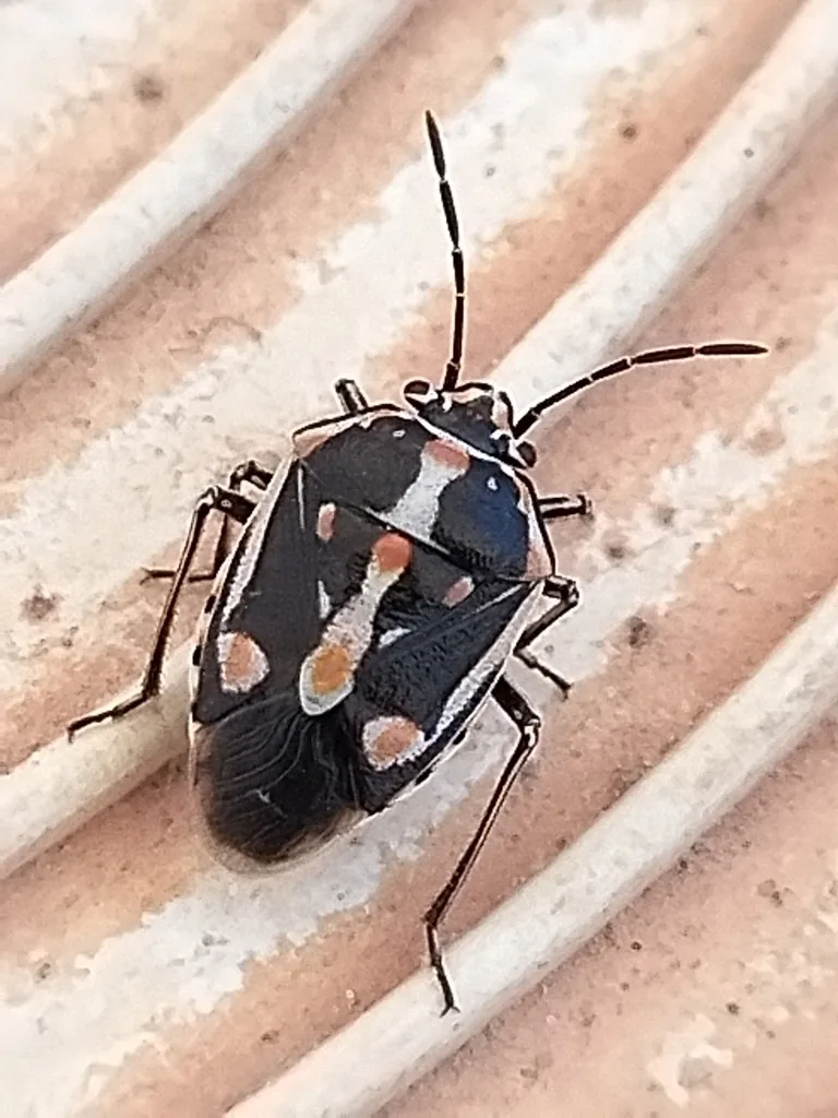 Bagrada bug seen from above, a small black shield-shaped stink bug with orange and white markings